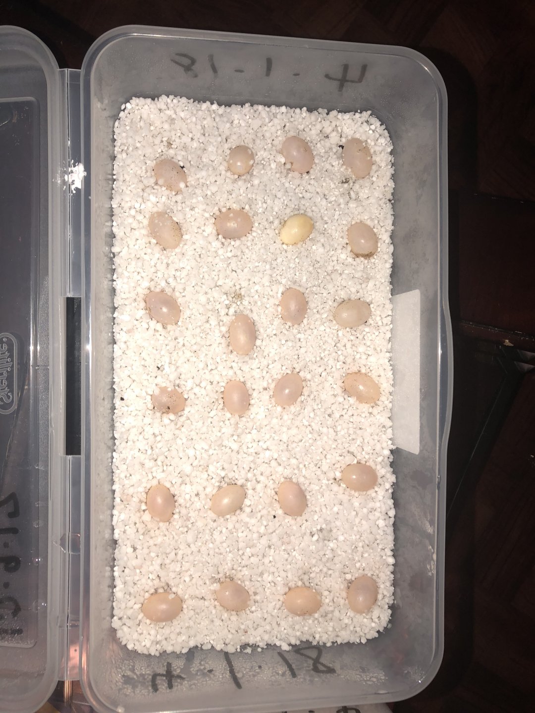 Need Help With Veiled Chameleon Eggs | Chameleon Forums