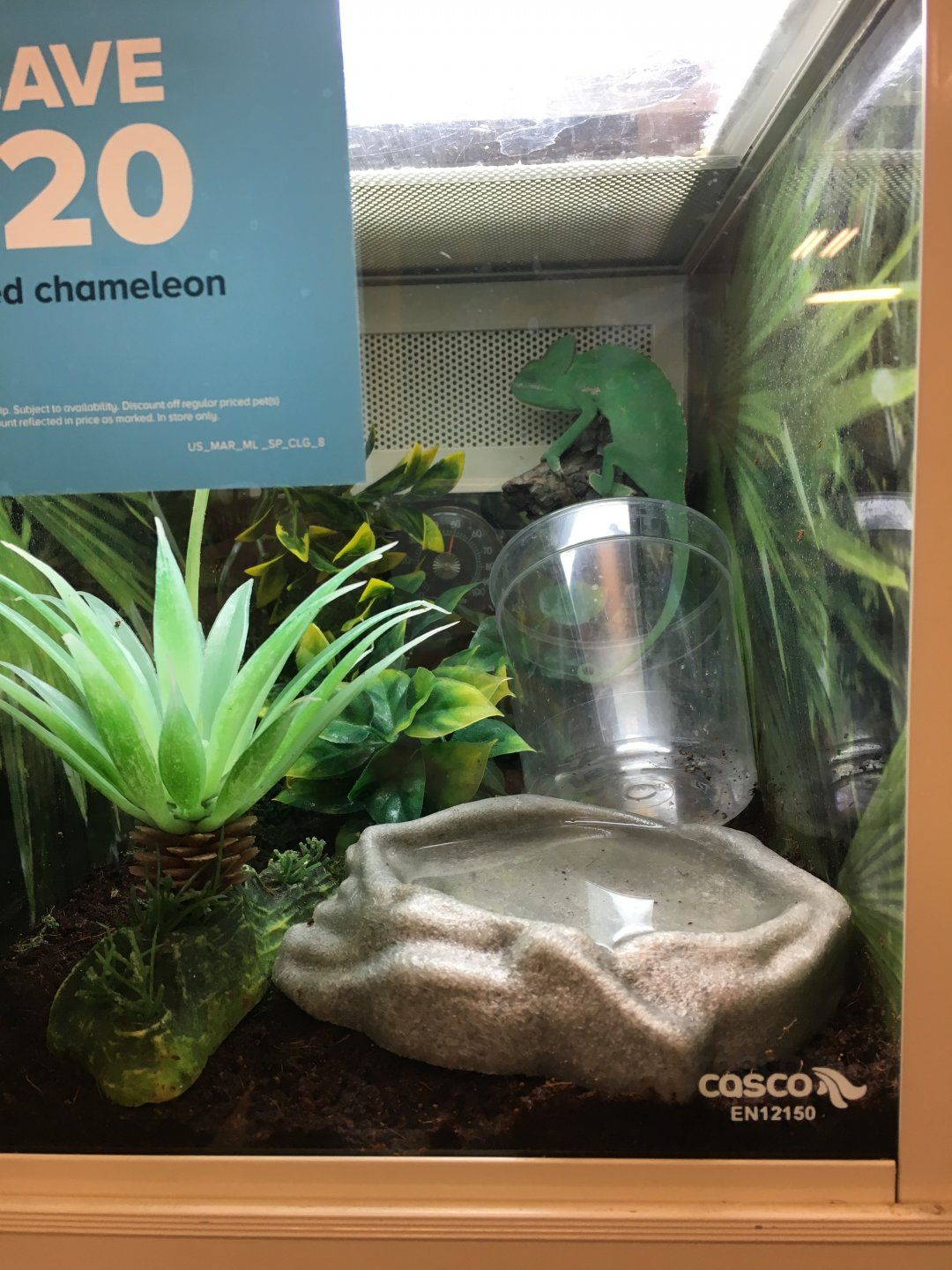 Gorgeous female veiled at my Petco | Chameleon Forums