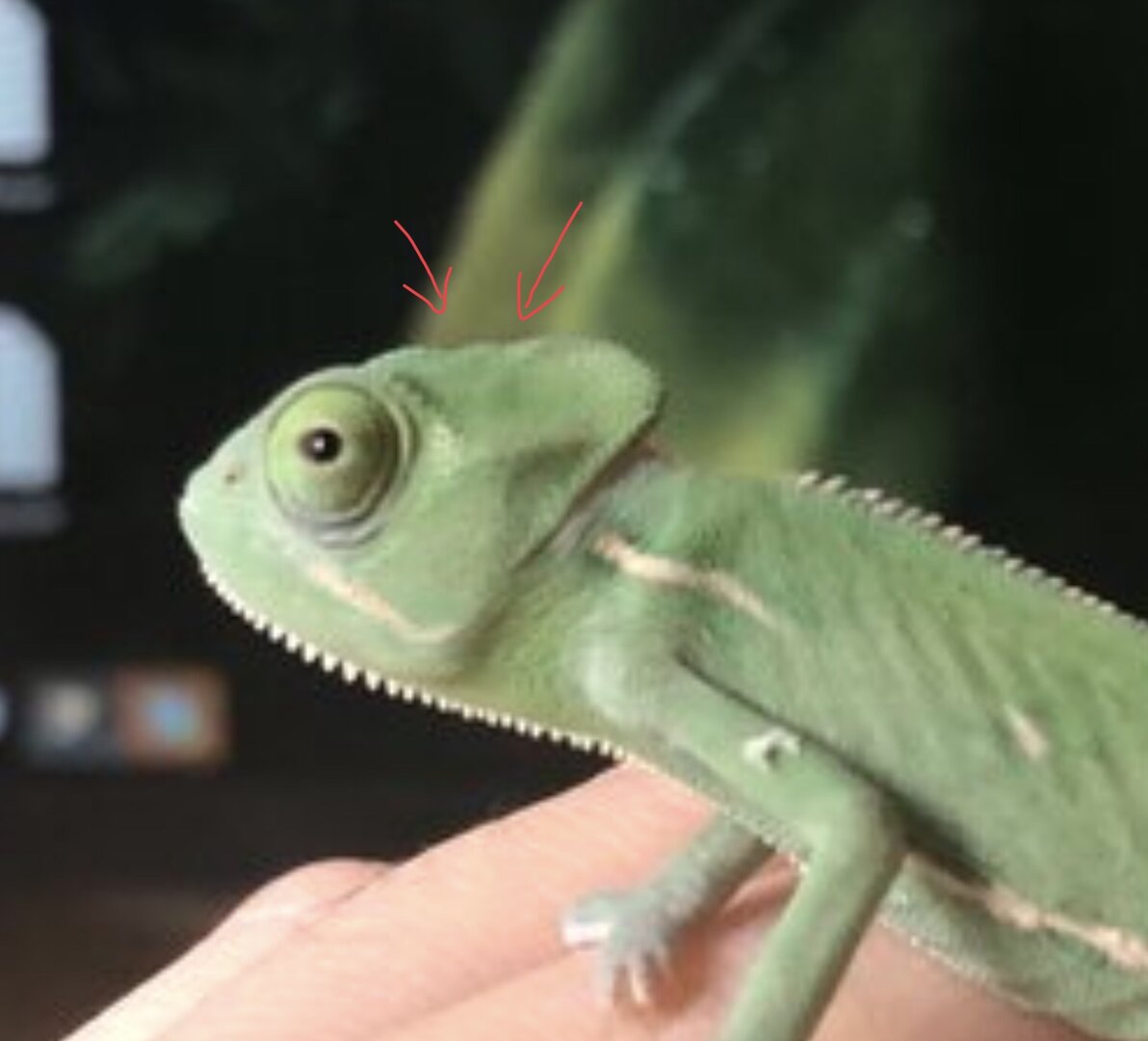Male Veiled? | Chameleon Forums