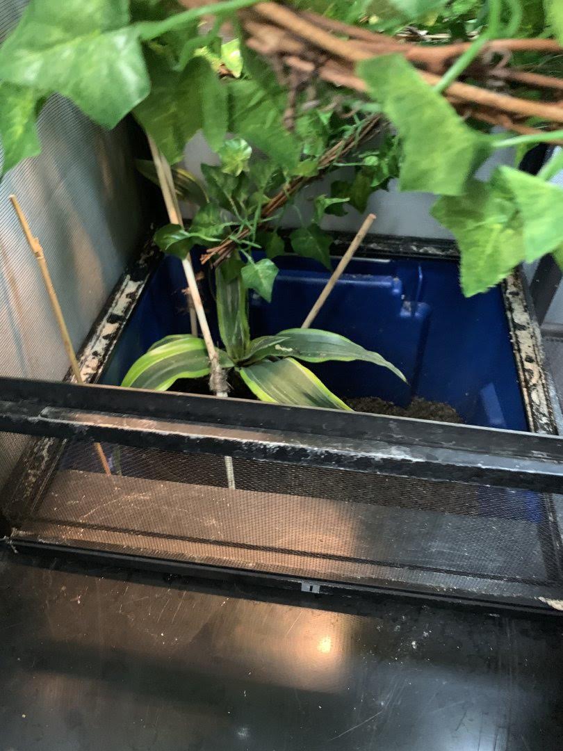 Egg Laying | Chameleon Forums