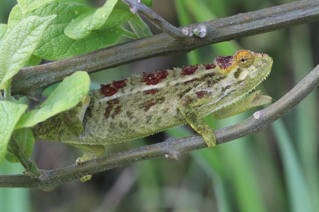 757-Trioceros johnstoni (femelle)n°3; Mgahinga NP.JPG