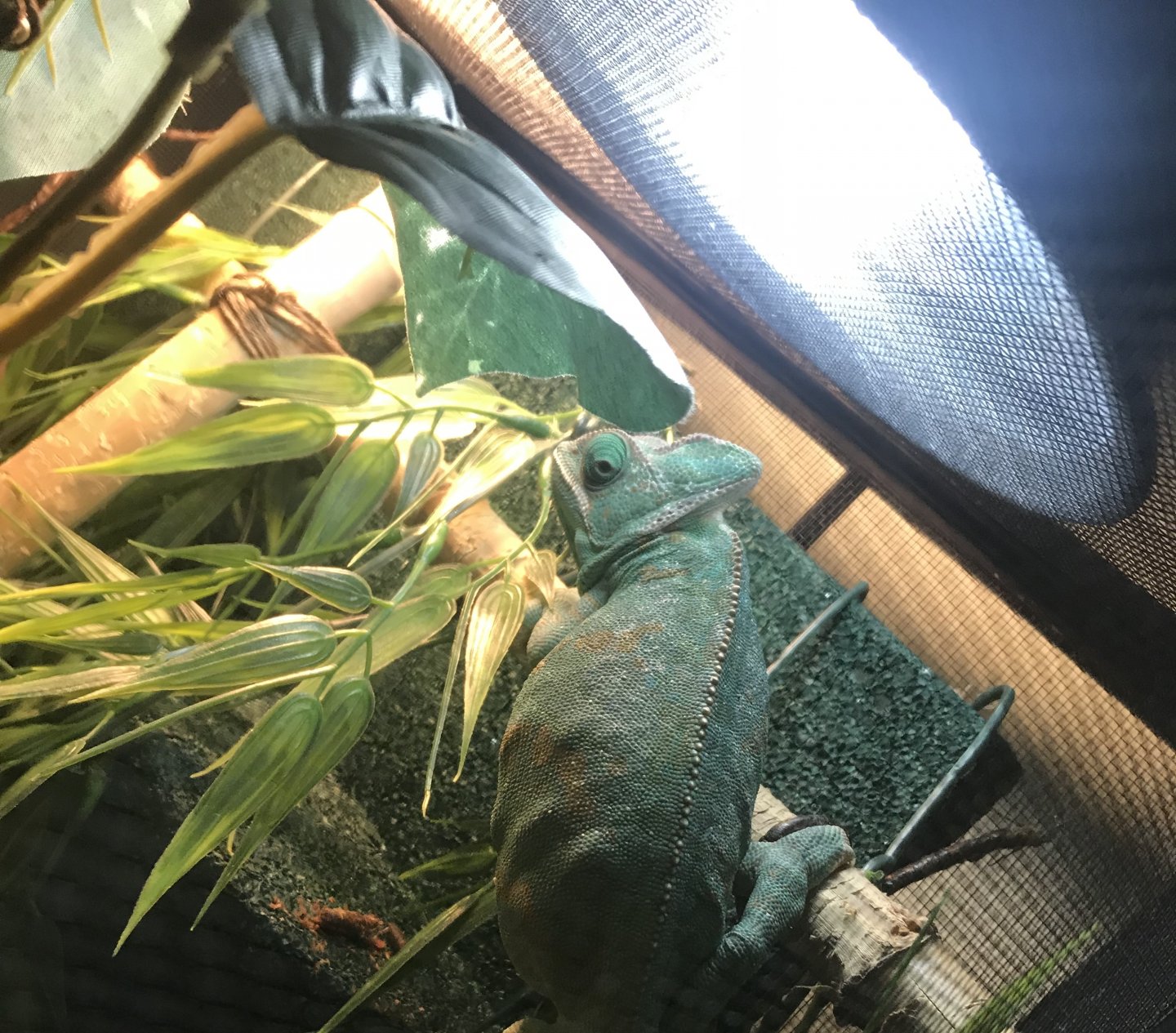 Laying eggs | Page 4 | Chameleon Forums