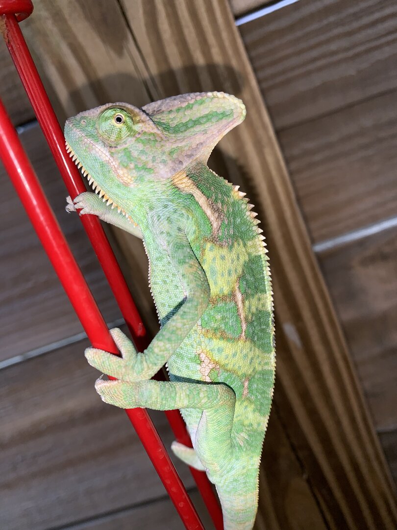 Giving Away Female and Male Veiled Chameleon | Chameleon Forums