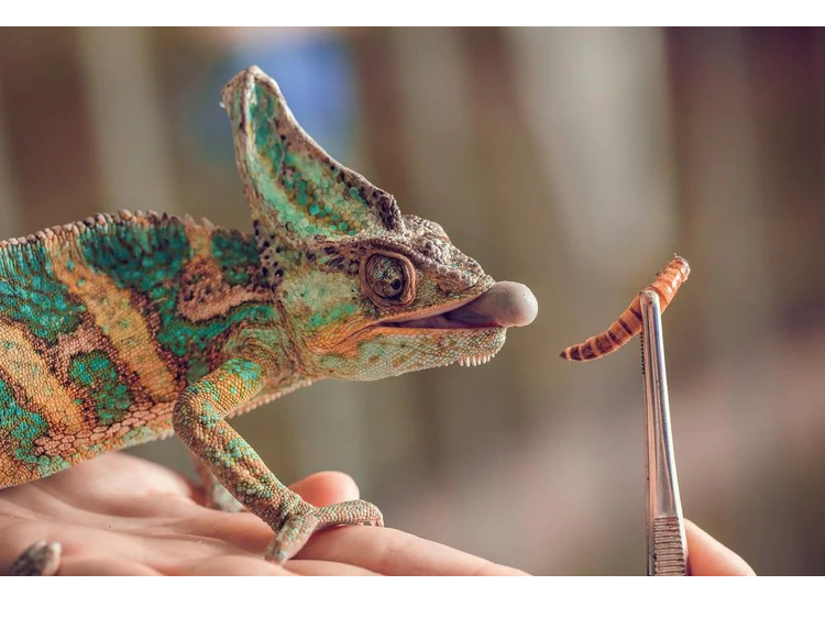 Myths about feeder insects.... | Chameleon Forums