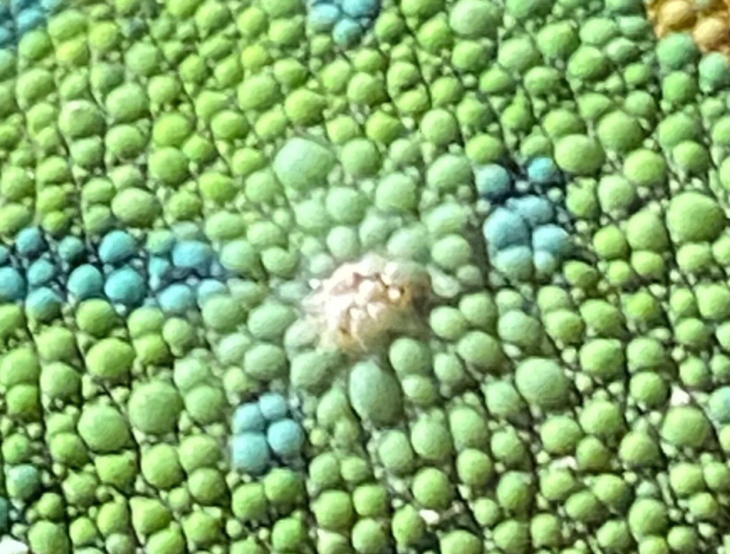 810F4CE7-CD13-4852-B226-EEC4579B9DE8.jpeg