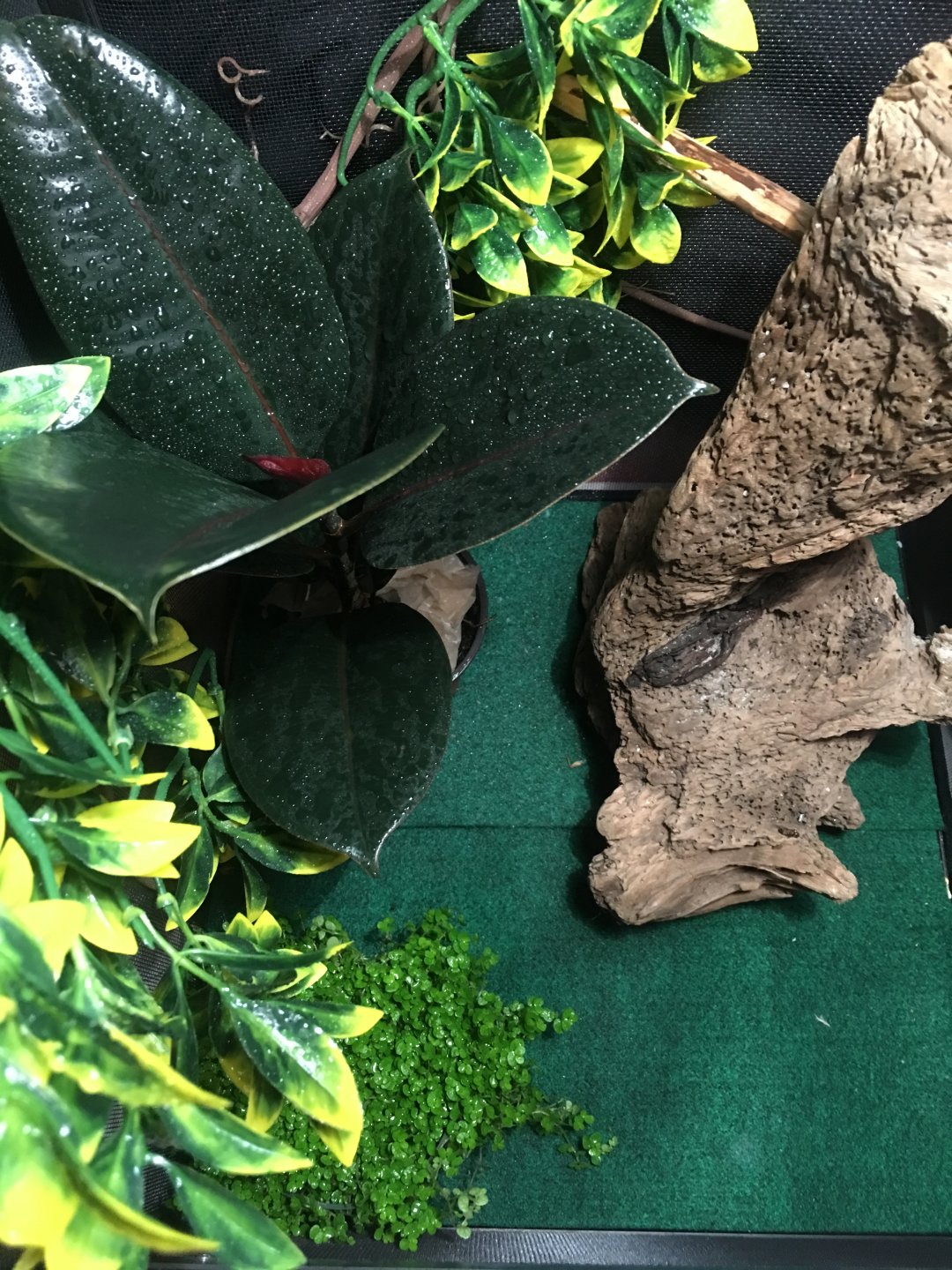 Feeding | Chameleon Forums
