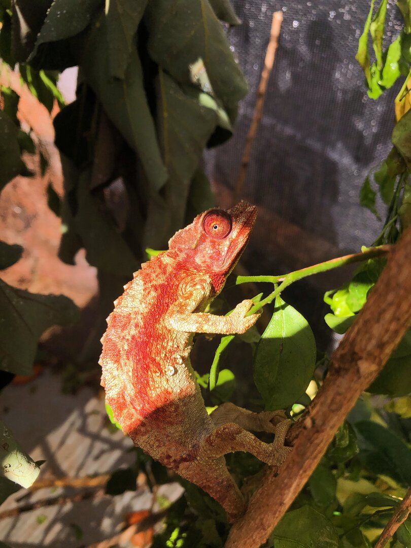 Red Jackson’s Chameleon?! | Chameleon Forums