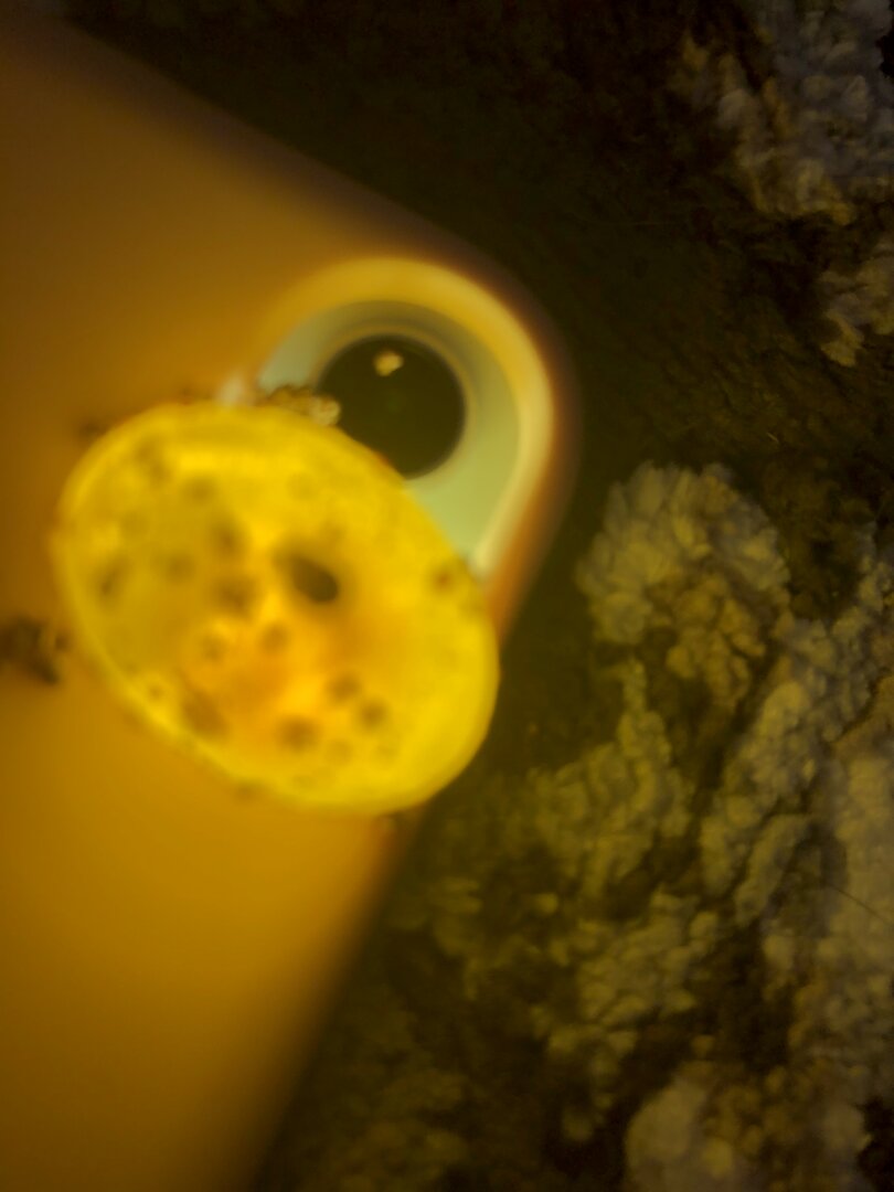 892A5C21-E1CC-42D8-A2CC-3D5A1E64E1D2.jpeg