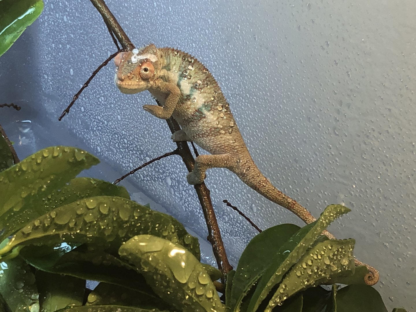 New Chameleon | Chameleon Forums