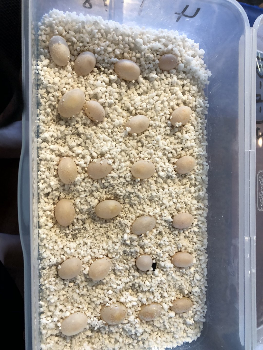 Need Help With Veiled Chameleon Eggs | Chameleon Forums
