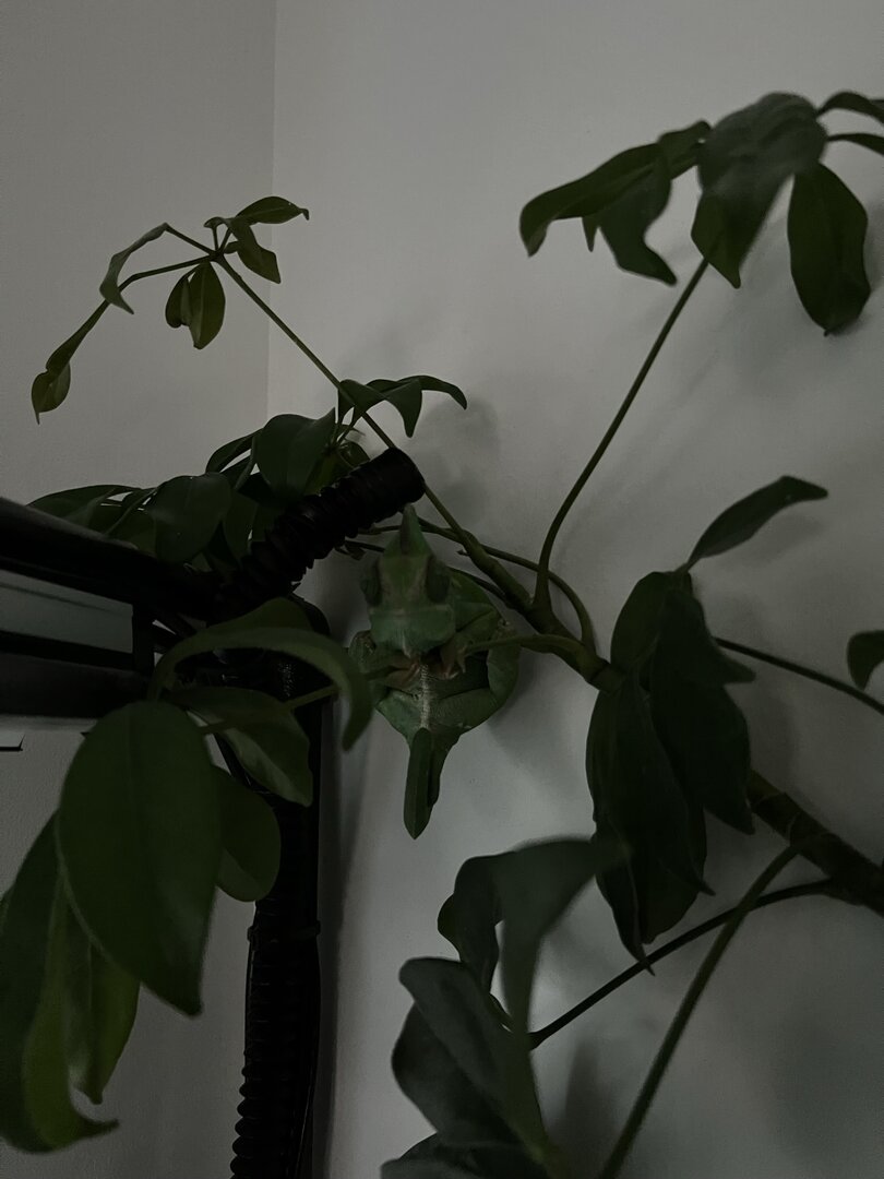 905B9D8C-3F28-493D-B3C7-8E675F033885.jpeg