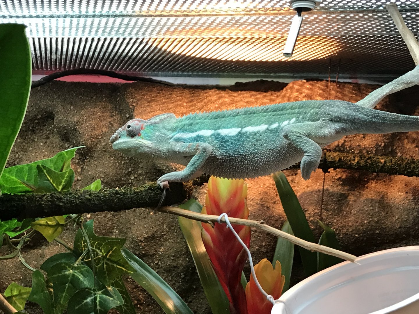 Lethargic chameleon | Chameleon Forums
