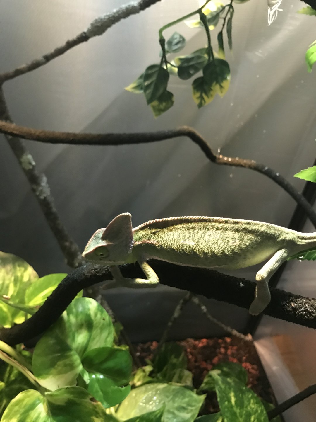 Chameleon Not Eating? | Chameleon Forums