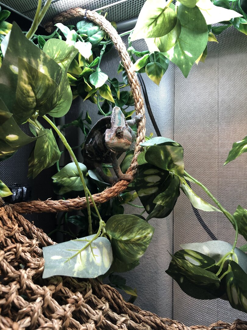 our attempt at a DIY chameleon enclosure | Chameleon Forums