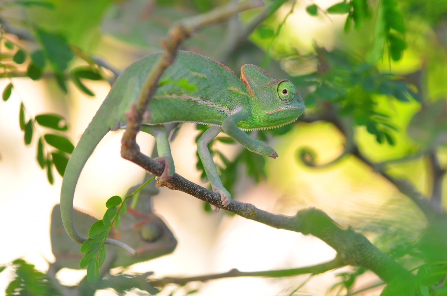 Friendly Baby Veiled Chameleons | Chameleon Forums