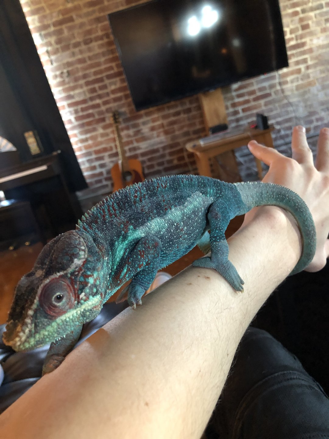 Panther chameleon will not shed getting worried ...