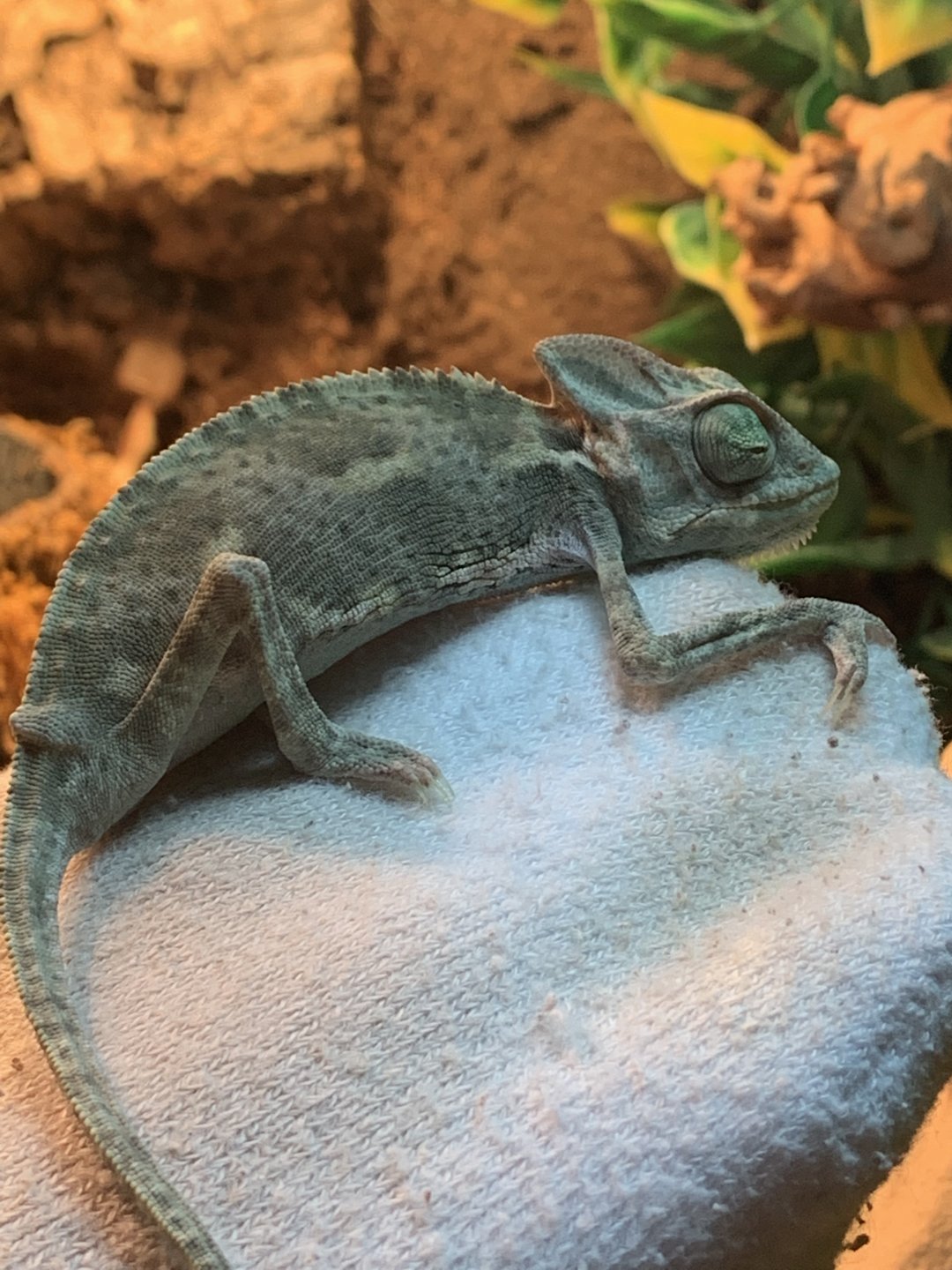 Chameleon HELP | Chameleon Forums