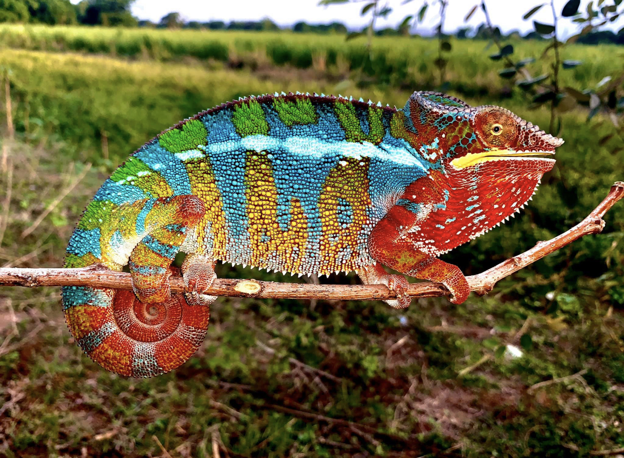 Panther Chameleons reality in Madagascar | Chameleon Forums