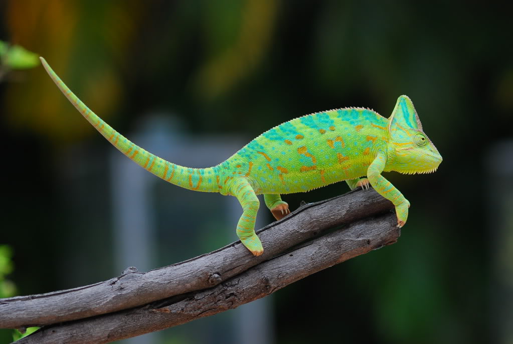 US - Veiled Chameleon Eggs For Sale (Hunter, Bane and Gamora