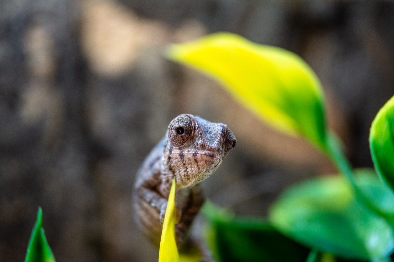 Photos of my new hatchling! | Chameleon Forums