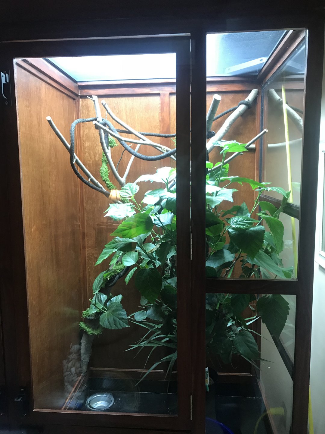 Large 2 Chameleon enclosure build | Page 5 | Chameleon Forums