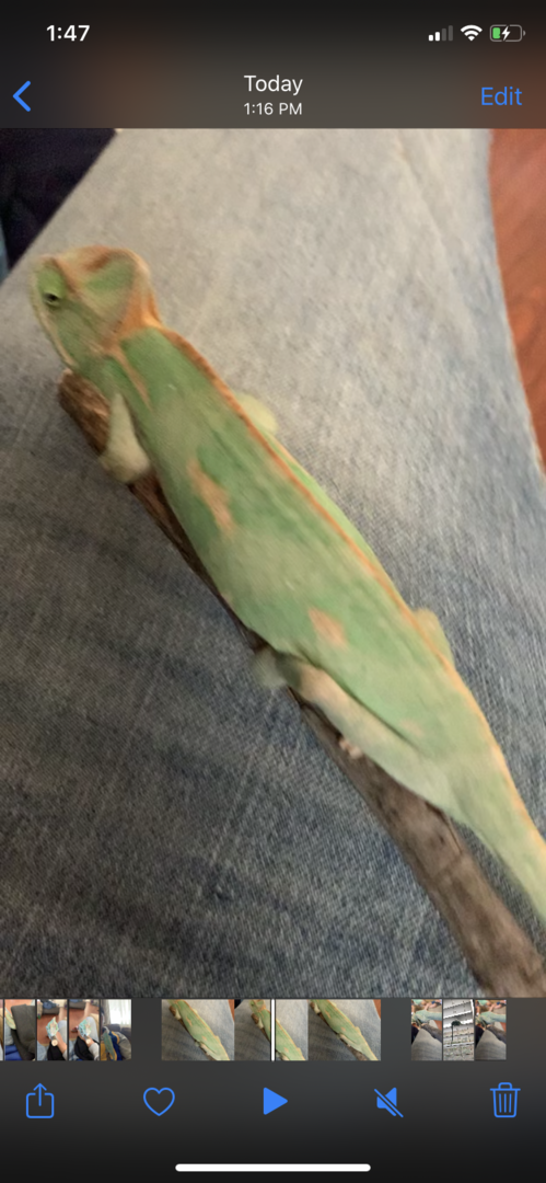 Not eating | Chameleon Forums