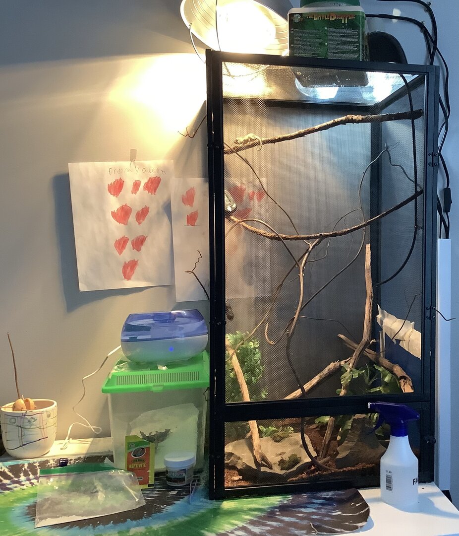 My veiled chameleon is weak and not taking his calcium. | Chameleon Forums