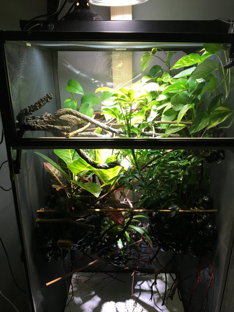 Pictures of Enclosures | Chameleon Forums