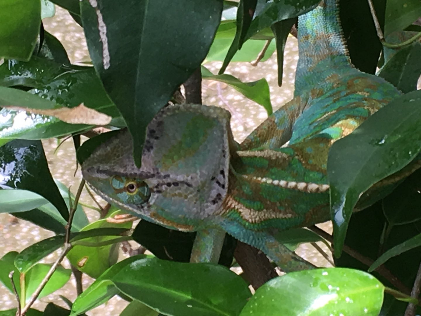 Getting a veiled Chameleon | Chameleon Forums