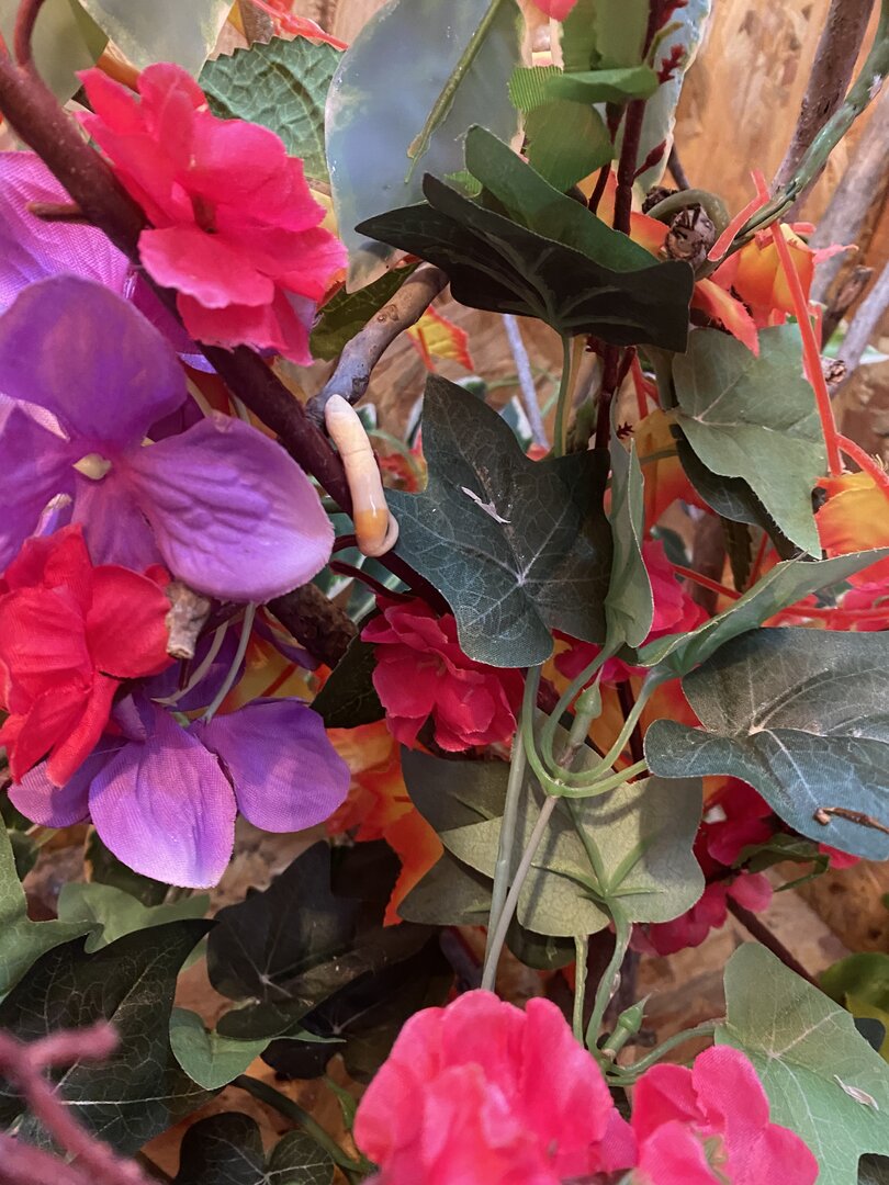 AFF9F127-F020-4B5B-A0AE-5916D76A6401.jpeg