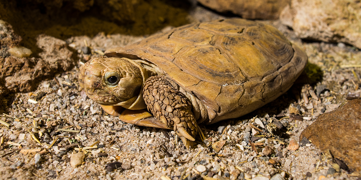 african-pancake-tortoise-001-20180131-6629jj.jpg