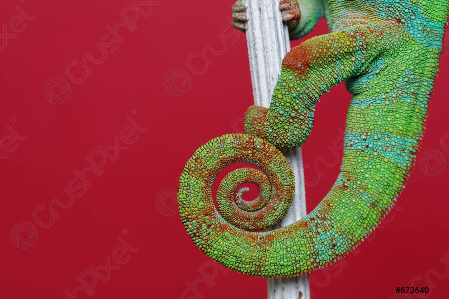 alive-chameleon-reptile-tail-673640.jpg