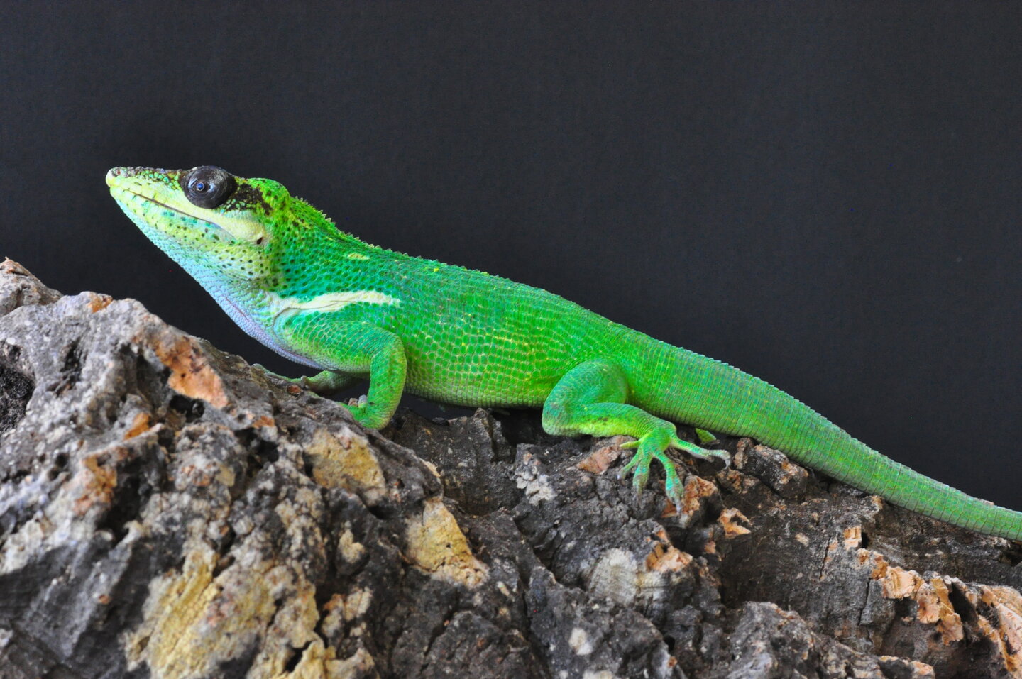 allpets09082019 869.JPG