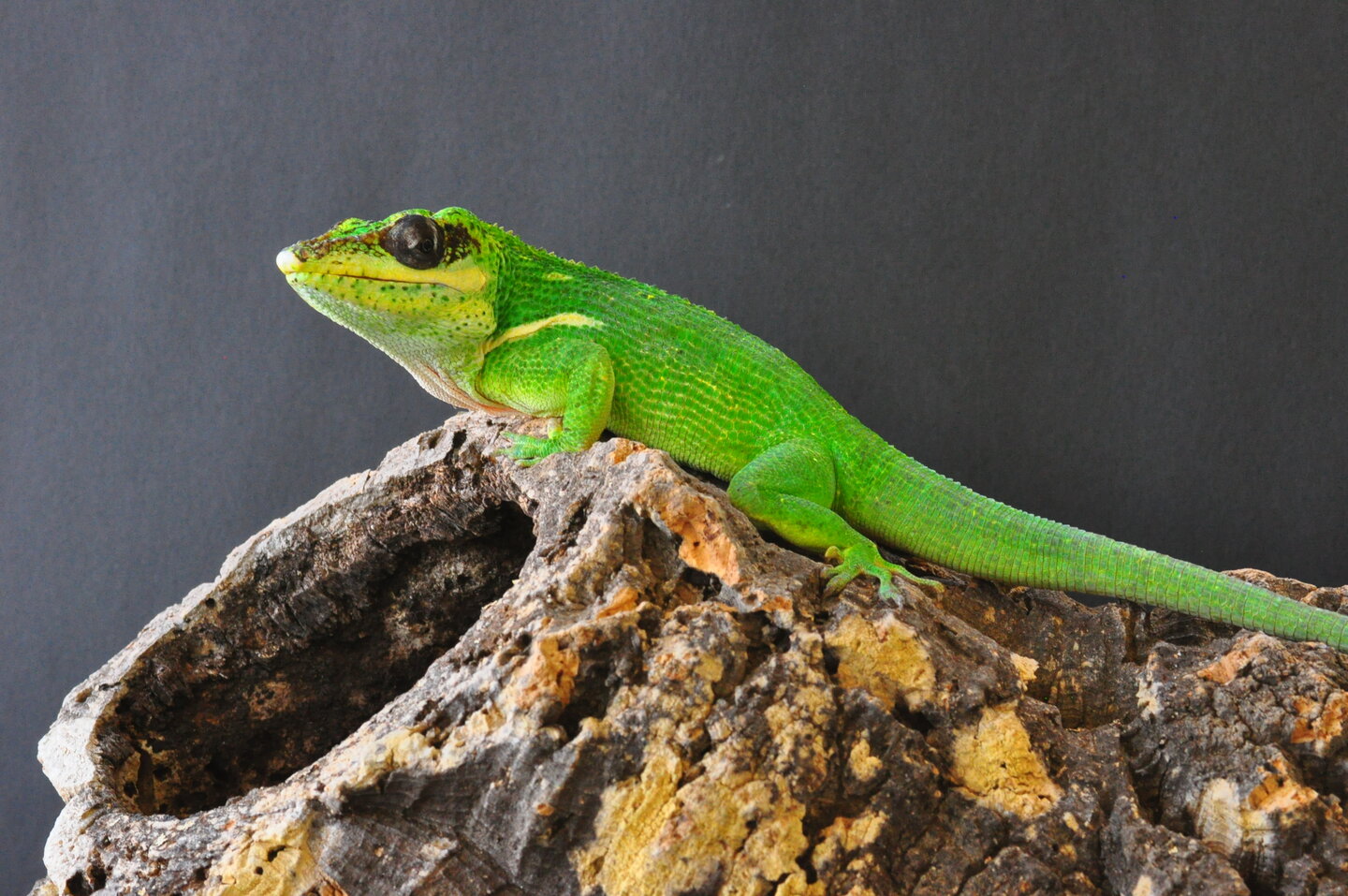 allpets09082019 946.JPG