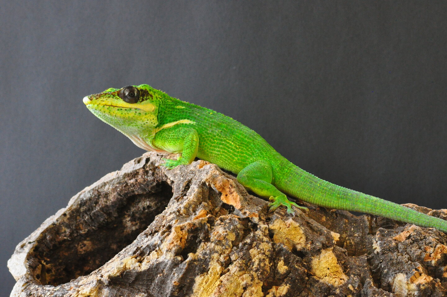 allpets09082019 948.JPG
