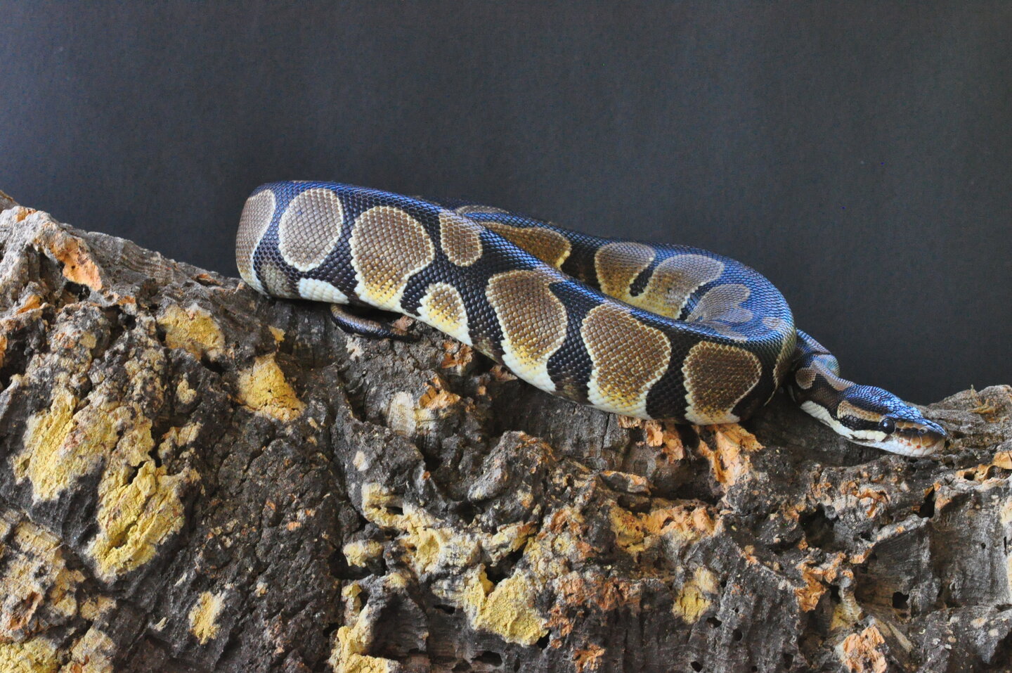 allpets09082019 988.JPG