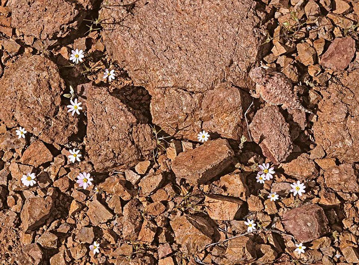 amazing-wild-animal-camouflage-nature-208-5926ee8385f25__700.jpg