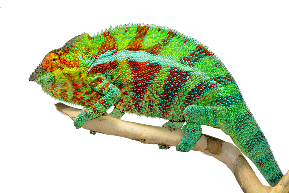 Ambanja Male 1 - Canvas Chameleons Small (1).jpg