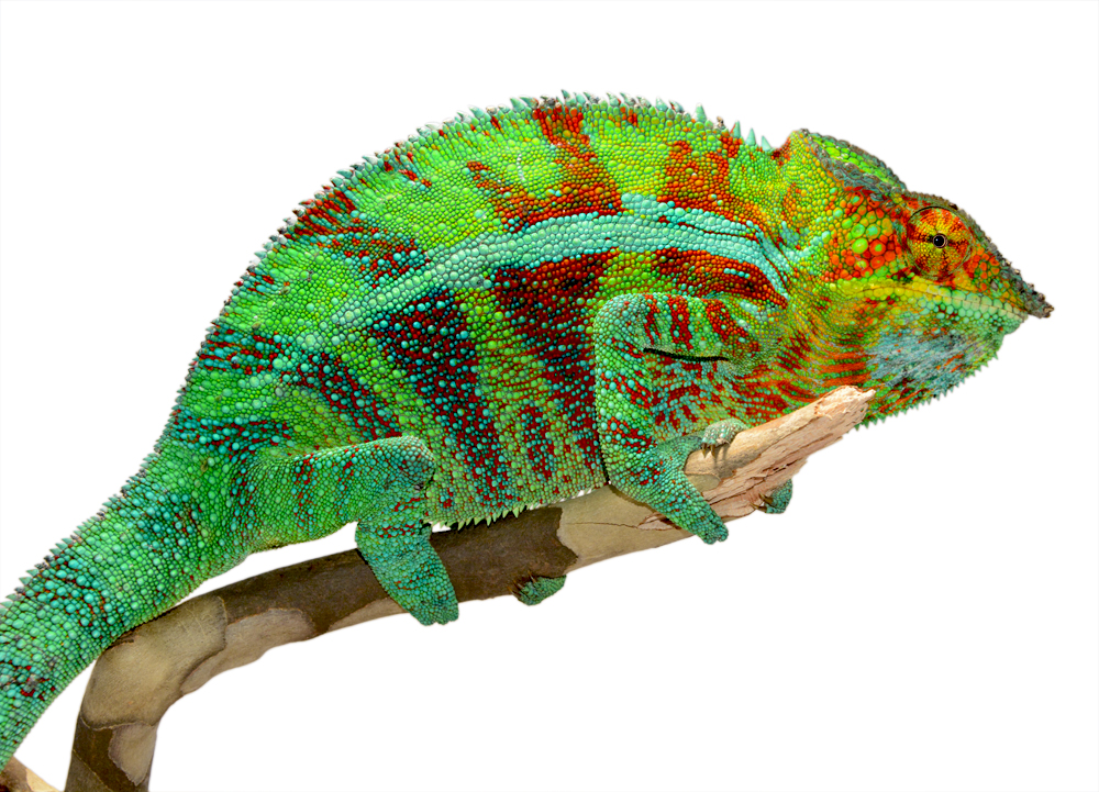 Ambanja Male 1 - Canvas Chameleons Small (2).jpg