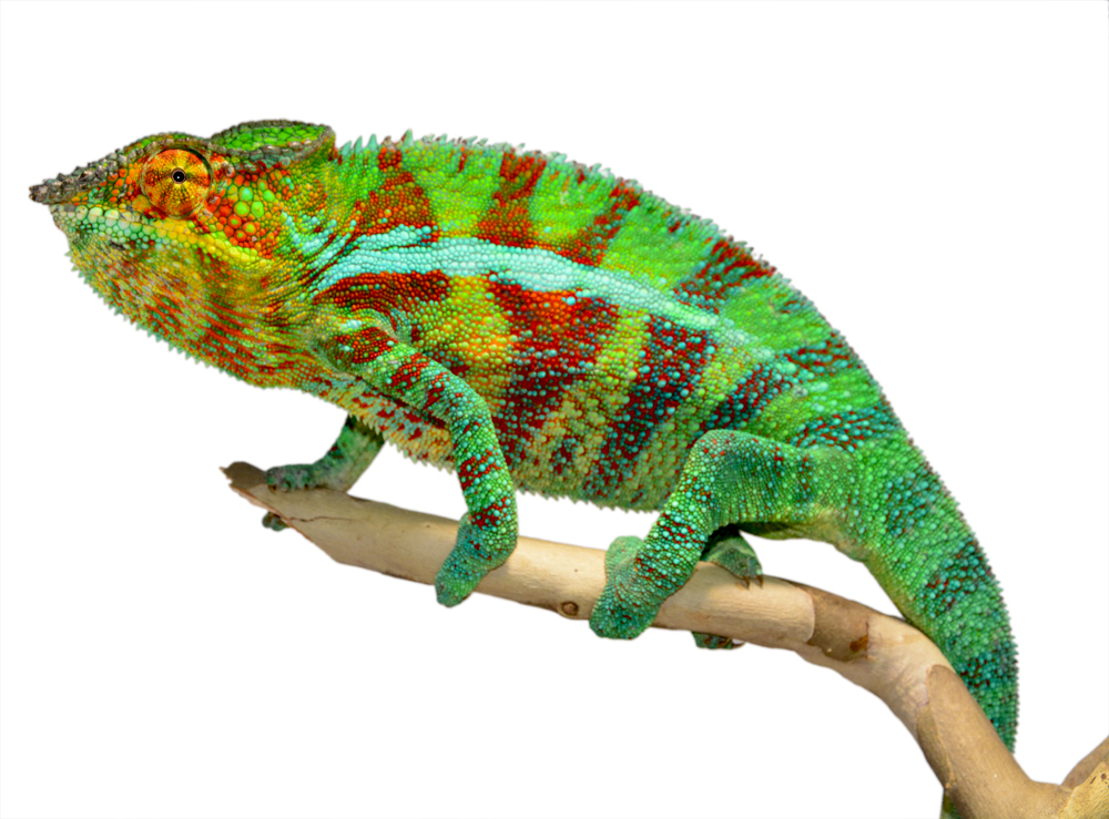 Ambanja Male 1 - Canvas Chameleons Small (3).jpg