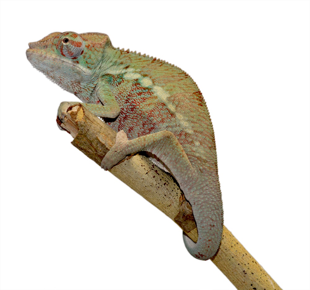 Ambanja Male 1 CB F1 - Canvas Chameleons (1) Small.jpg