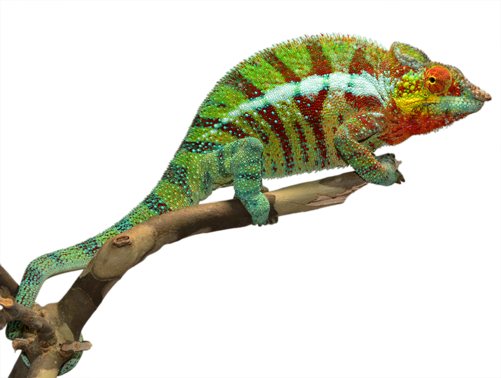 Ambanja Male #2 - Canvas Chameleons (1) Small.jpg