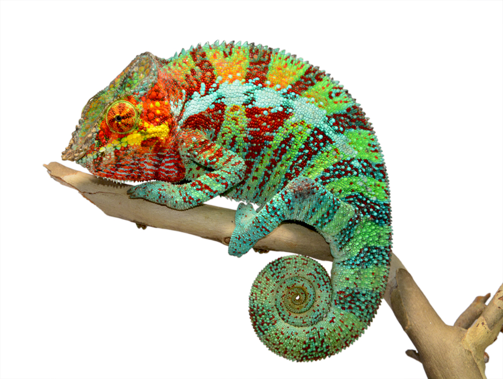 Ambanja Male 2 - Canvas Chameleons Small (1).jpg