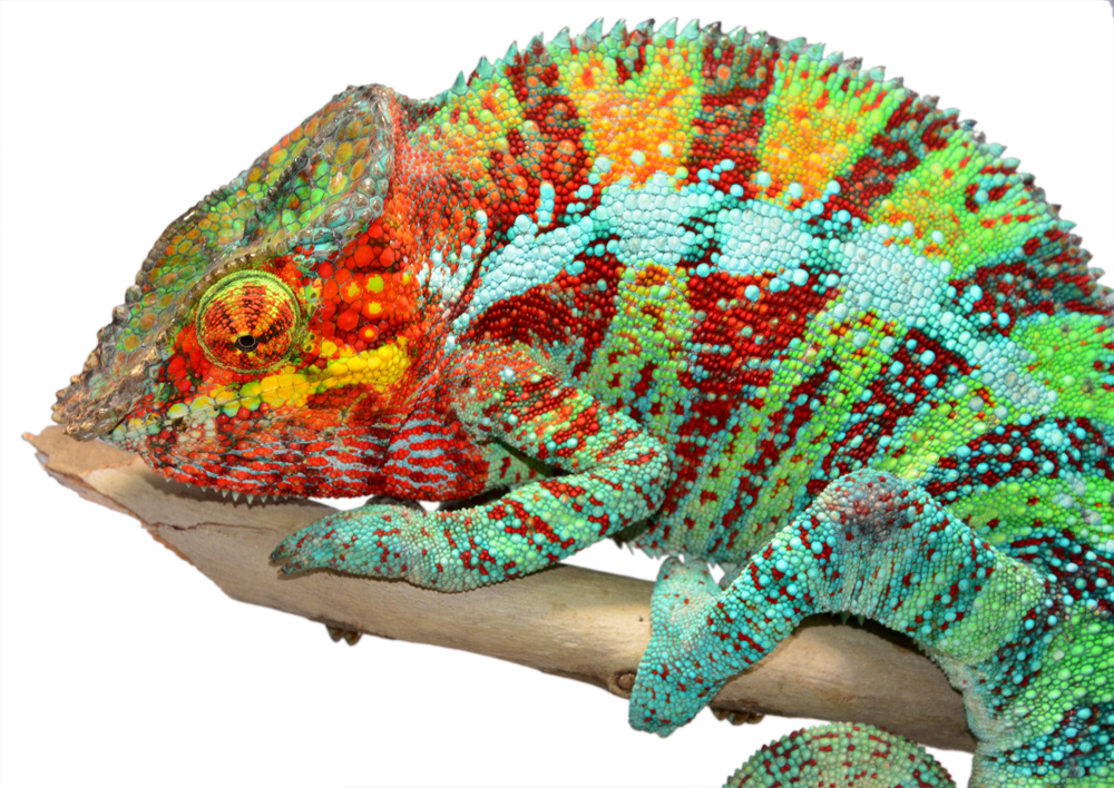 Ambanja Male 2 - Canvas Chameleons Small (2).jpg