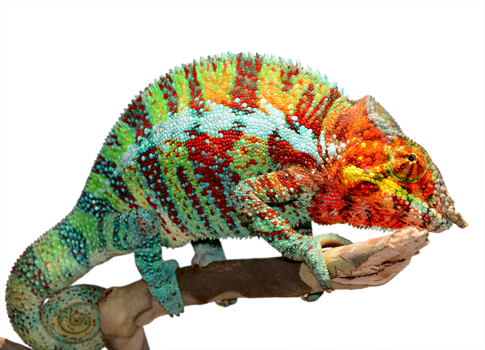 Ambanja Male 2 - Canvas Chameleons Small (3).jpg