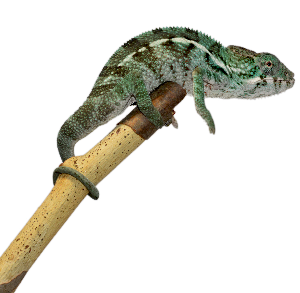 Ambanja Male 2 CB F1 - Canvas Chameleons (1) Small.jpg