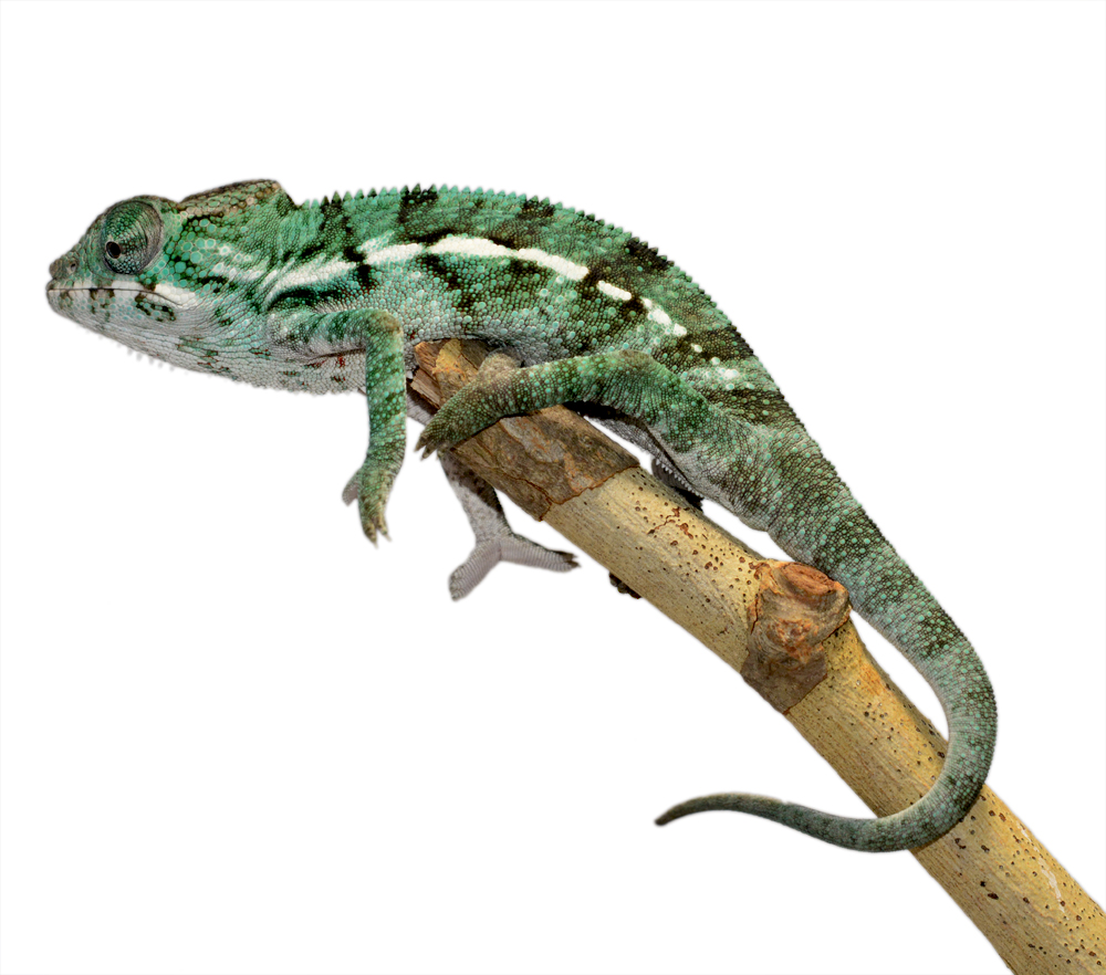 Ambanja Male 2 CB F1 - Canvas Chameleons (2) Small.jpg