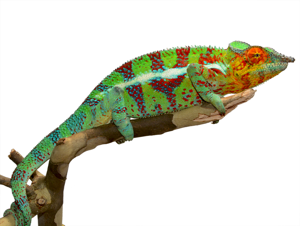 Ambanja Male #3 - Canvas Chameleons (1) Small.jpg