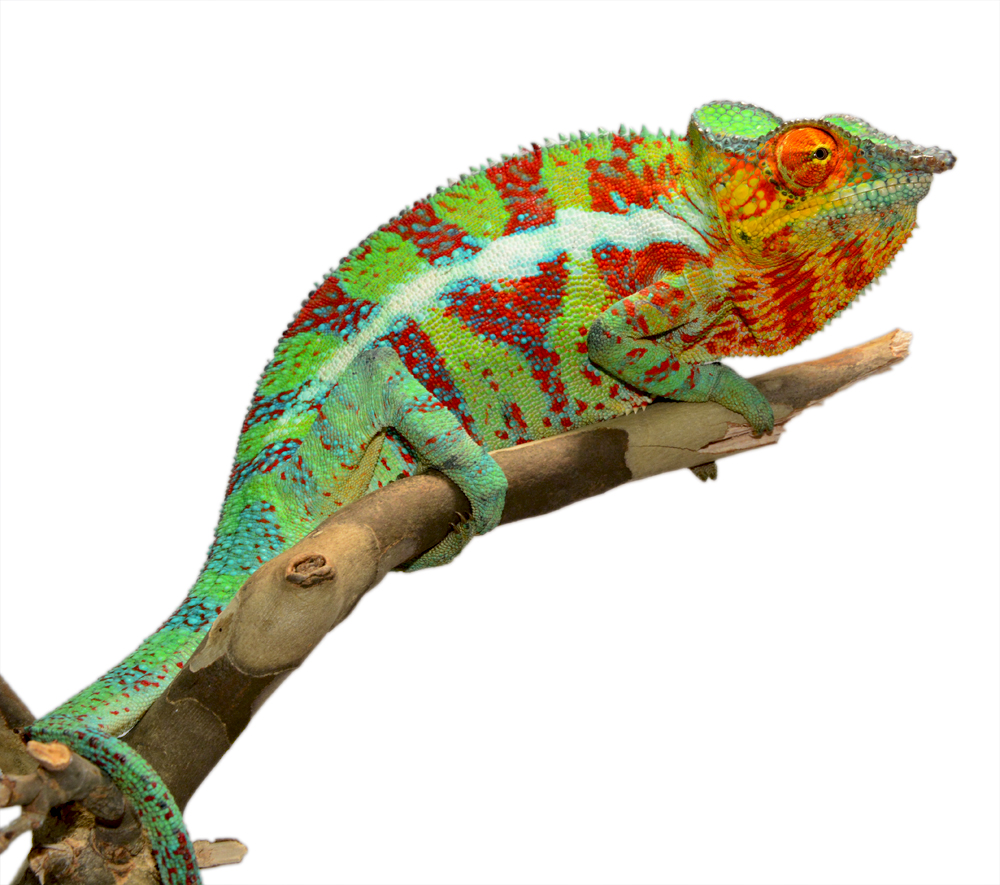 Ambanja Male #3 - Canvas Chameleons (2) Small.jpg