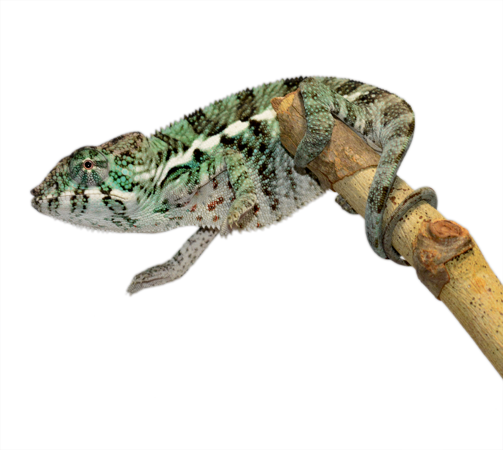 Ambanja Male 3 CB F1 - Canvas Chameleons (1) Small.jpg